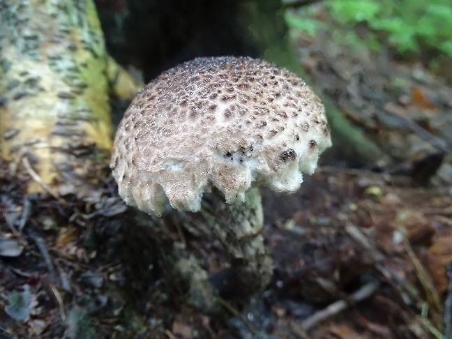 f0360815_16335945.jpg