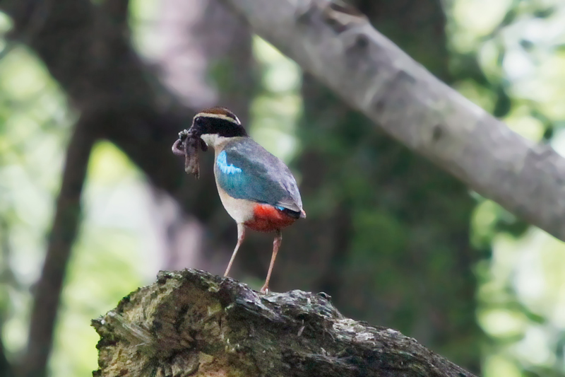ヤイロチョウの観察ー01飛びもの編 Orixa S Bird ヤイロチョウの観察ー01飛びもの編 Orixa S Bird