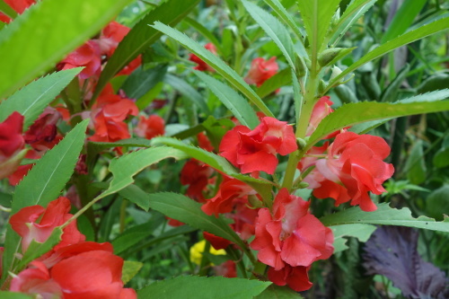 f0375039_15083420.jpg