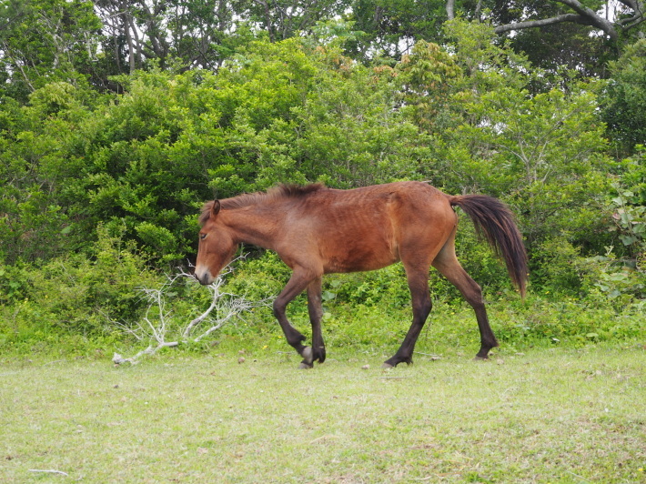 2017.05.02カプチーノ九州旅65 都井岬_a0225740_07175180.jpg