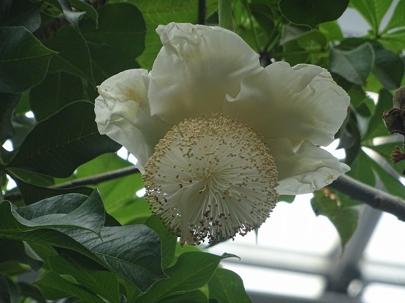 京都府立植物園のバオバブ 彩の気まぐれ写真