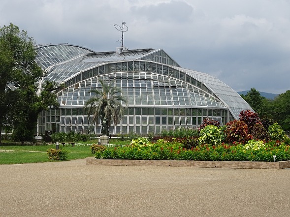 京都府立植物園のバオバブ_b0299042_22072367.jpg