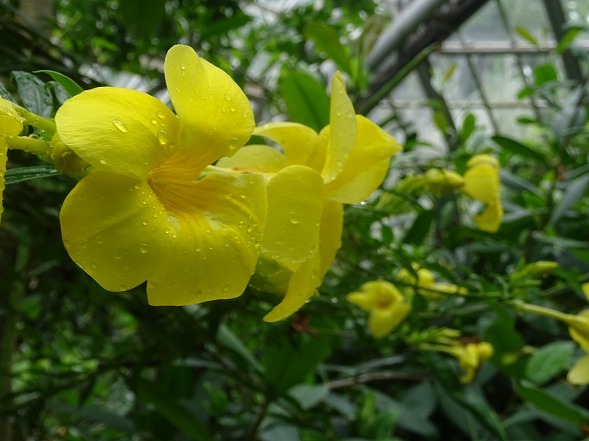 京都府立植物園のバオバブ 彩の気まぐれ写真