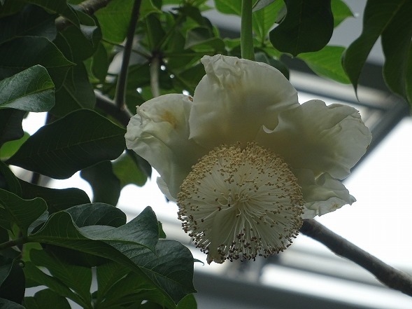 京都府立植物園のバオバブ_b0299042_22081902.jpg