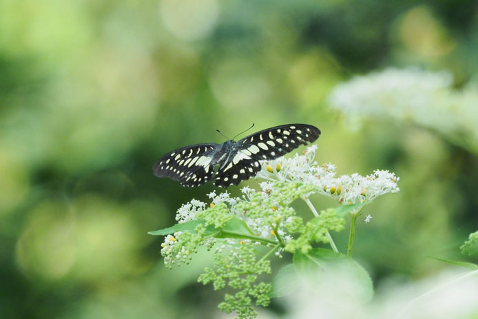 幻覚で見たコモンタイマイは、れっきとしたミカドアゲハだった！_d0149245_17333372.jpg