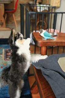 c0145250_10125056.gif