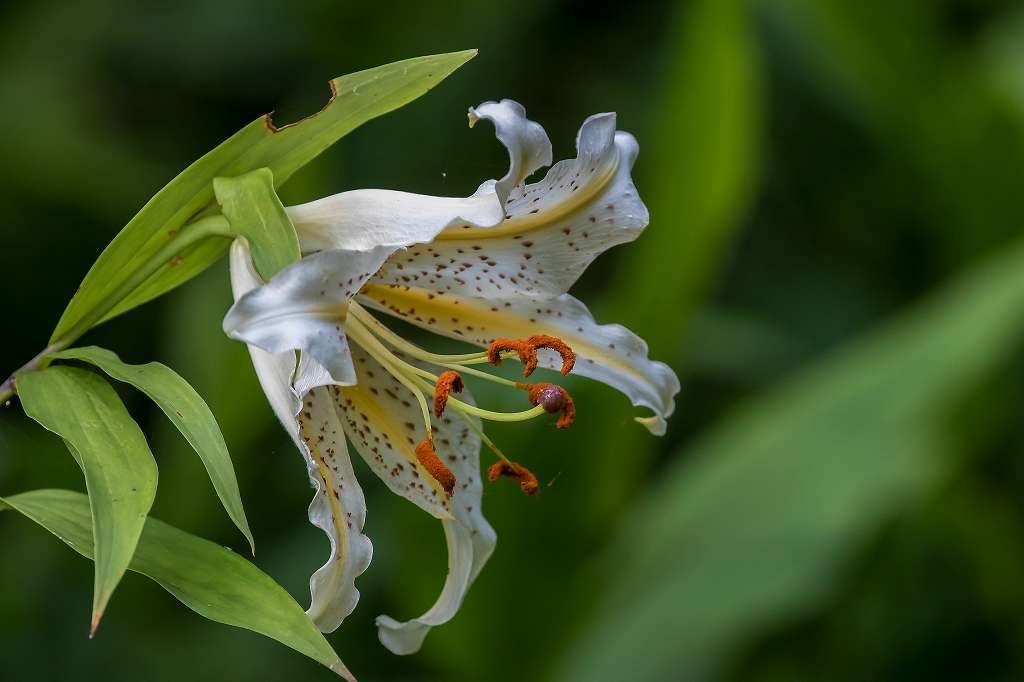 綺麗な水草の花・ポンテデリア_f0044056_06305548.jpg