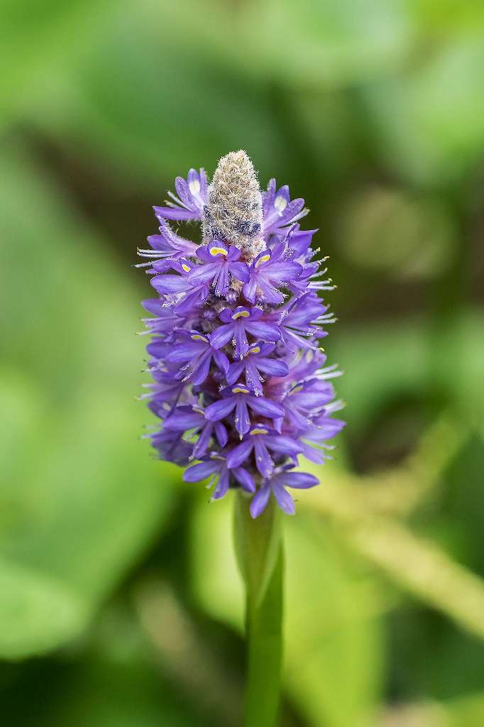 綺麗な水草の花・ポンテデリア_f0044056_06353678.jpg