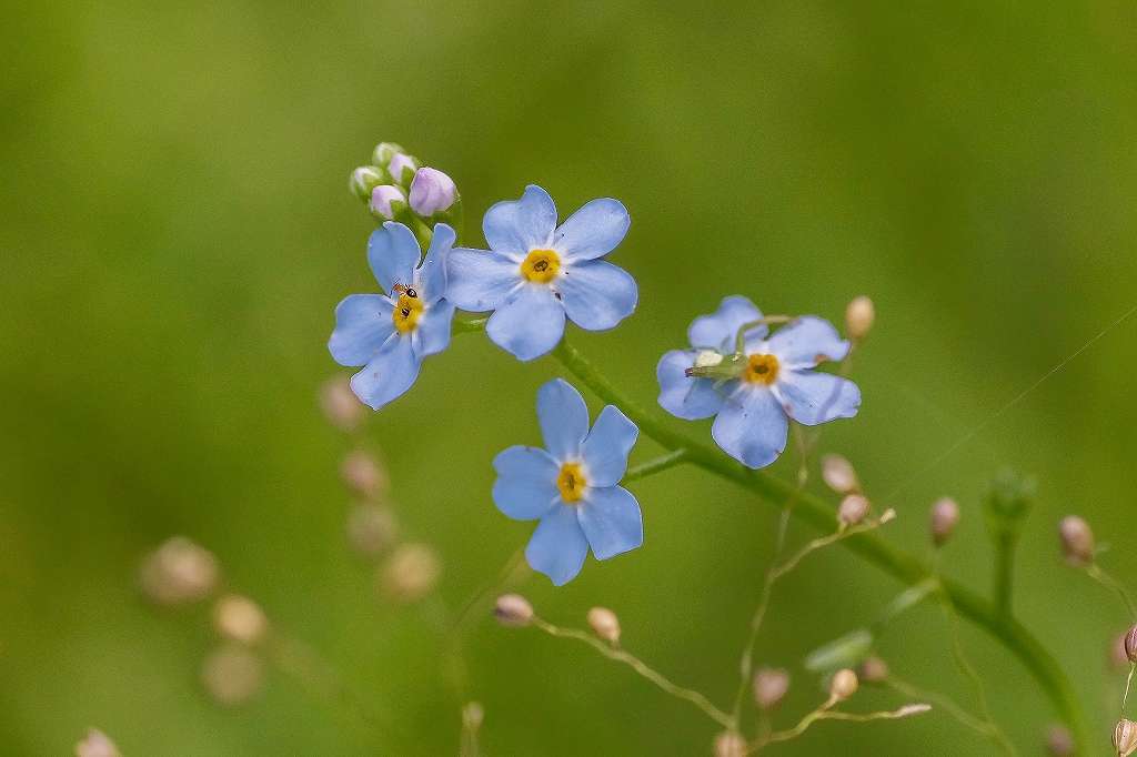 綺麗な水草の花・ポンテデリア_f0044056_06430338.jpg