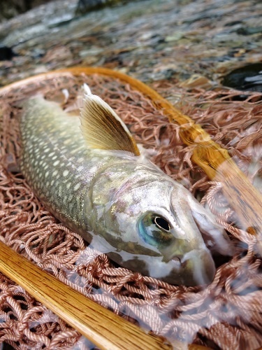 コンディション抜群の岩魚・・・(^^♪_a0270165_17291009.jpg