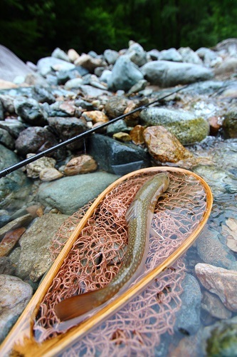 コンディション抜群の岩魚・・・(^^♪_a0270165_17295829.jpg