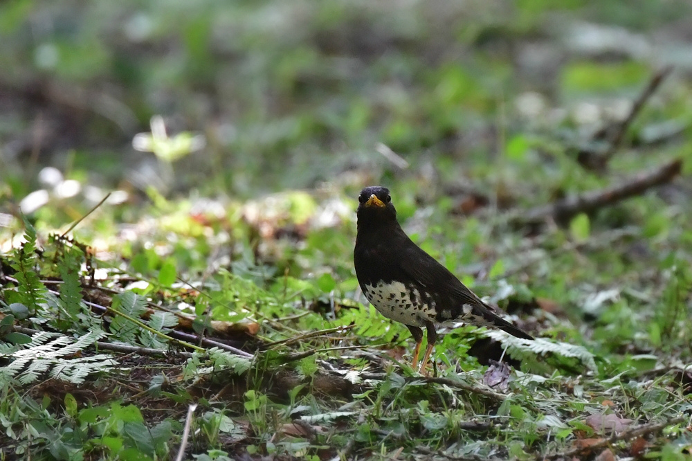 子育て中 クロツグミ_f0053272_04432737.jpg