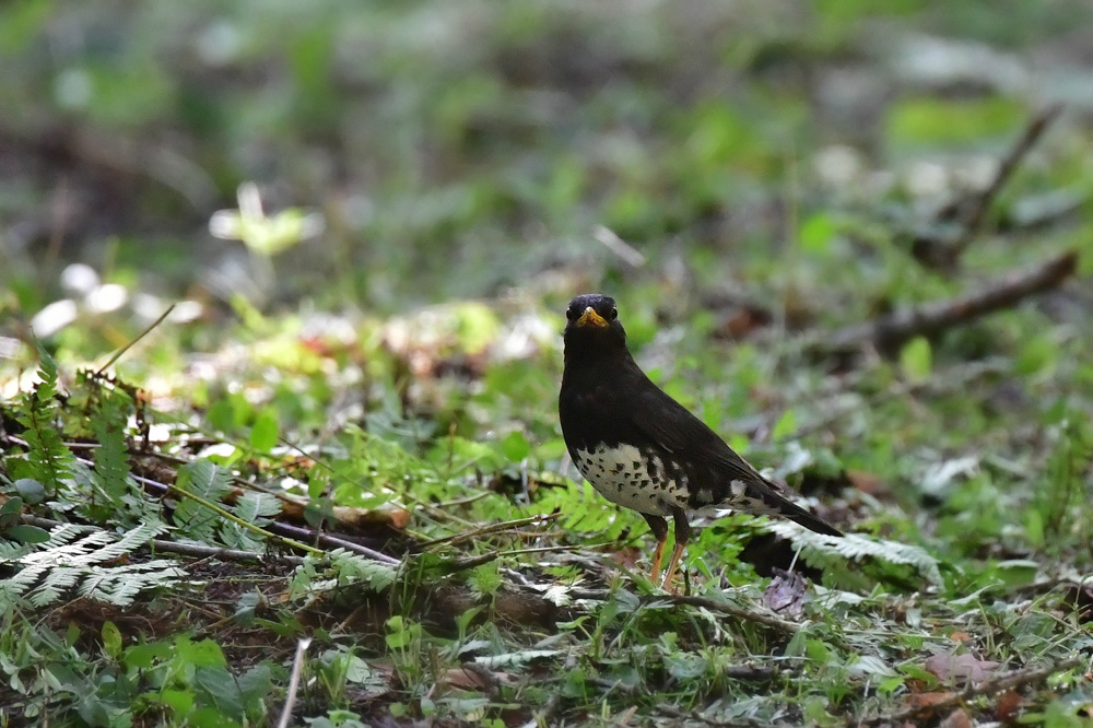 子育て中　クロツグミ_f0053272_04432737.jpg