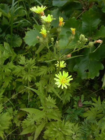 f0083977_07045562.jpg