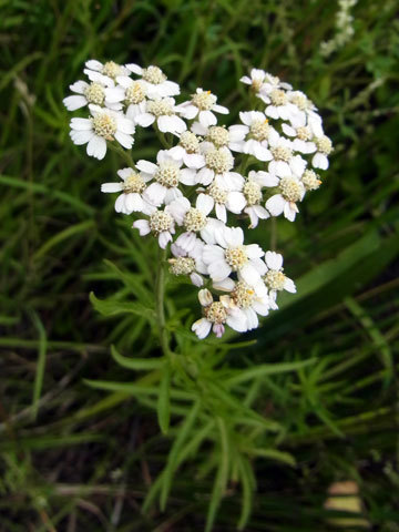 f0083977_07061036.jpg