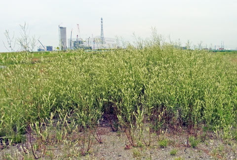f0083977_07094094.jpg