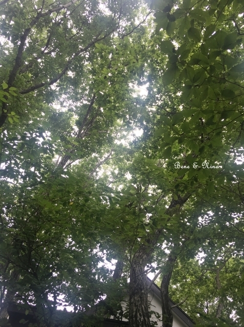c0283778_16250250.jpg
