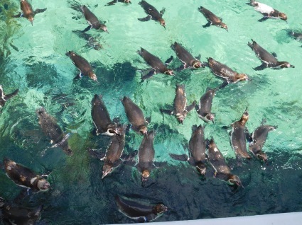 葛西臨海水族園_b0211091_13545900.jpg