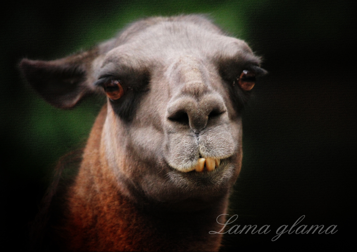 ラマ：Lama glama_b0249597_12143114.jpg