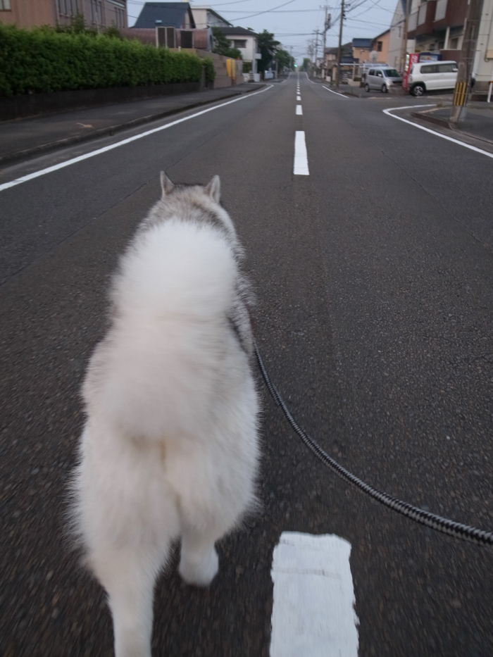 朝からハーハーで(^_^;)_c0049299_22015178.jpg