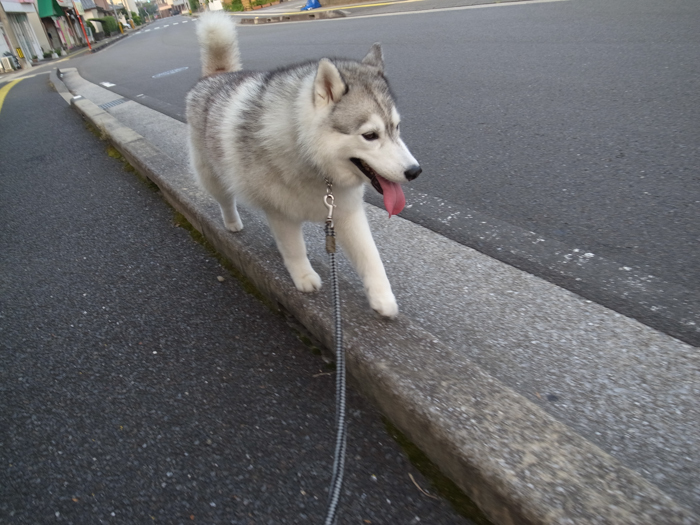 朝からハーハーで(^_^;)_c0049299_22052163.jpg