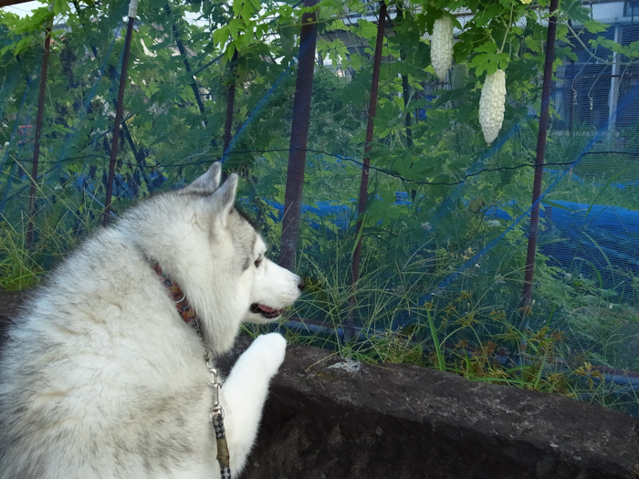 朝からハーハーで(^_^;)_c0049299_22075141.jpg