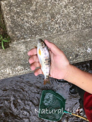 b0162000_05321290.gif