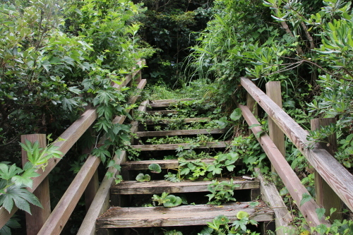 下田須崎遊歩道から太平洋の絶景を堪能する・１６_c0075701_21541548.jpg