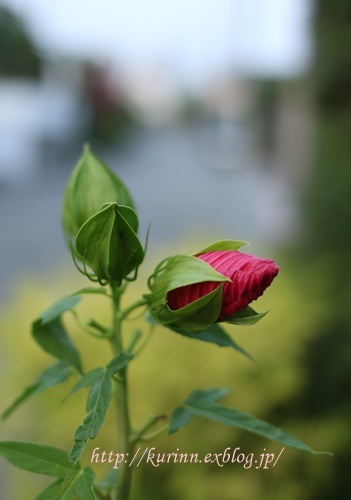 黒ねこ　と　夏のお花と　庭仕事( ｀ー´)ノ_a0123003_13322386.jpg