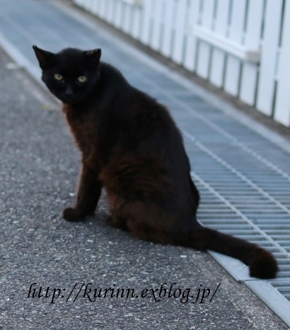 黒ねこ　と　夏のお花と　庭仕事( ｀ー´)ノ_a0123003_13372474.jpg