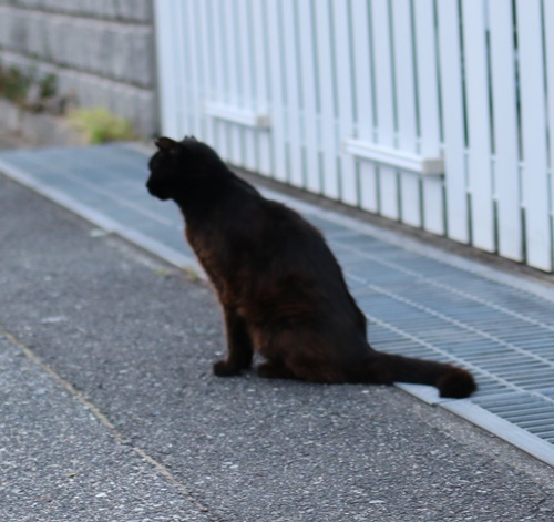 黒ねこ　と　夏のお花と　庭仕事( ｀ー´)ノ_a0123003_13454149.jpg