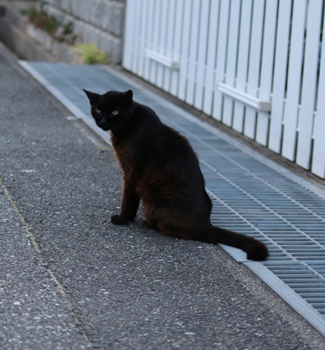 黒ねこ　と　夏のお花と　庭仕事( ｀ー´)ノ_a0123003_13461813.jpg