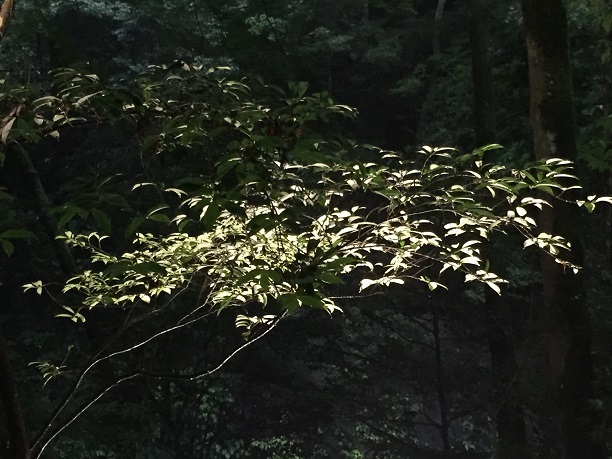 高千穂峡ライトアップ（宮崎県西臼杵郡高千穂町）_f0364707_10053928.jpg