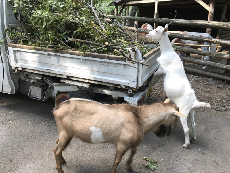 かわいい動物との触れ合い╰(*´︶`*)╯♡_f0367911_16321821.jpg