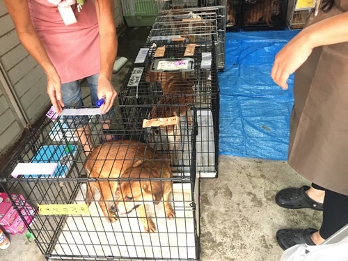 2017年　7月26日 東京都江戸川区、ＭＩＸ犬一斉手術報告_a0304512_21410691.jpg