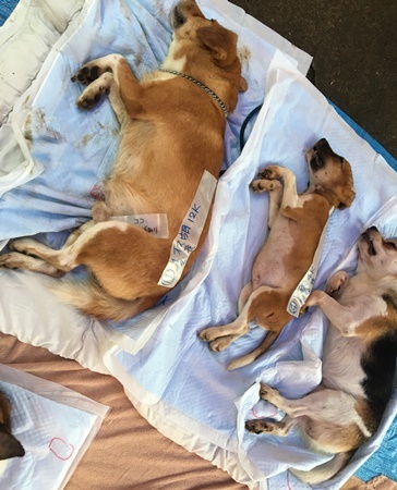 2017年　7月26日 東京都江戸川区、ＭＩＸ犬一斉手術報告_a0304512_21413275.jpg