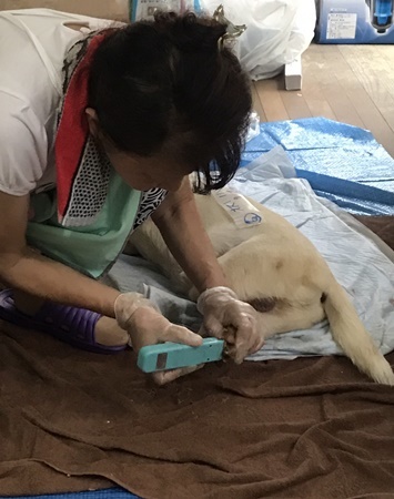 2017年　7月26日 東京都江戸川区、ＭＩＸ犬一斉手術報告_a0304512_21432271.jpg