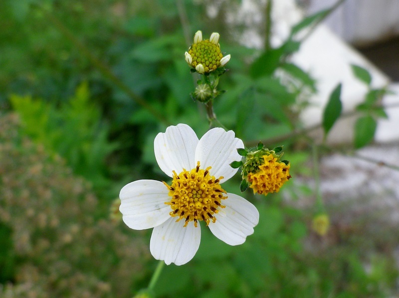 コシロノセンダングサ 小白の栴檀草 椿壽菴だより コシロノセンダングサ 小白の栴檀草 椿壽菴だより