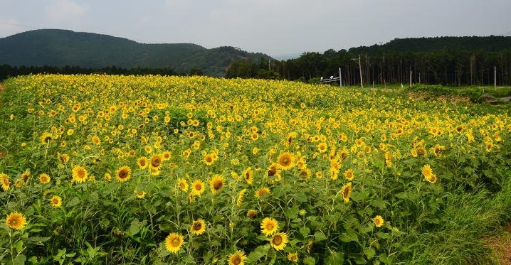 ★西原村の萌の里、ヒマワリが満開です。_e0350415_07462174.jpg