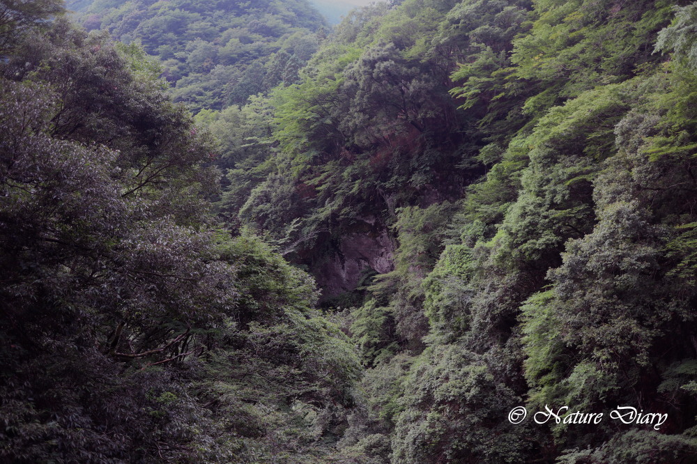 20170717 県南の散歩道：キリシマミドリシジミが飛ぶ峪にて_d0090322_20474804.jpg