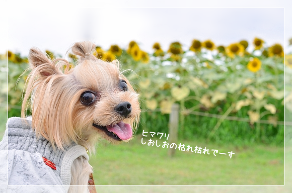 d0179828_09122911.png