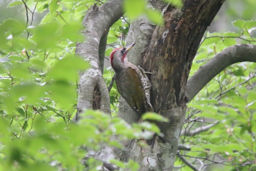 給餌を頑張るアカショウビン_d0368631_20585151.jpg