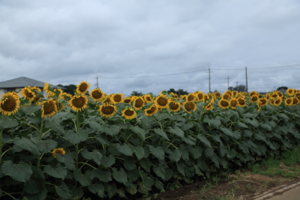 栃木県野木町　ひまわりフェスティバルその１_f0229832_23171393.jpg