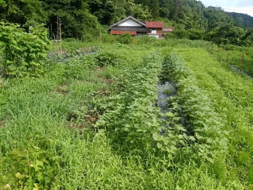 c0300035_11030446.jpg