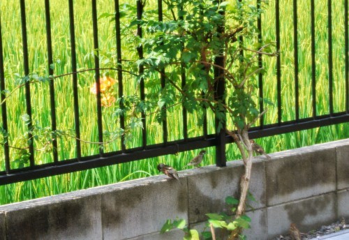うつくしき川は流れたり そのほとりに我は住みぬ 気楽じい の蓼科偶感