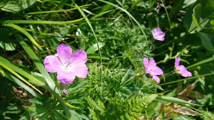 b0148050_18305081.jpg