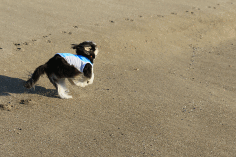 c0145250_10103746.gif