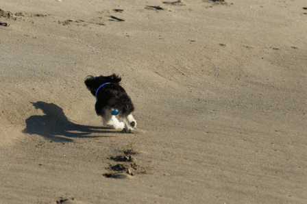 c0145250_10104057.gif