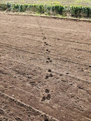 FLCパートナーズストアの本社所在地(株式会社旬援隊)熊本県菊池市、菊池水源の山奥の様子 2017夏編_a0254656_18180941.jpg