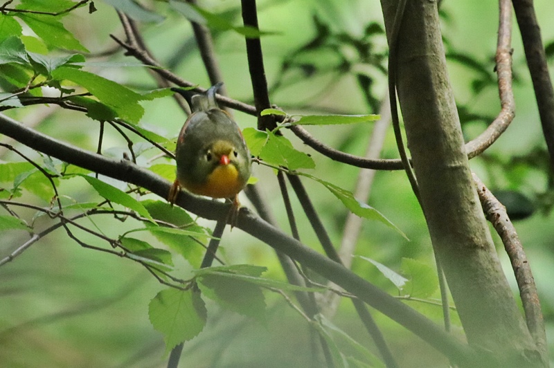 山奥にいたソウシチョウ♪_a0167759_2263419.jpg